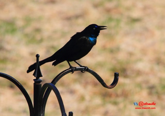 Common Grackle IMG_0211.JPG