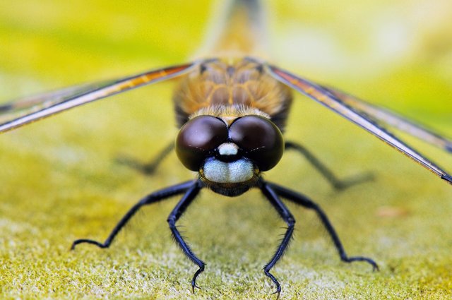 four-spotted-dragonfly-1811835_1280.jpg