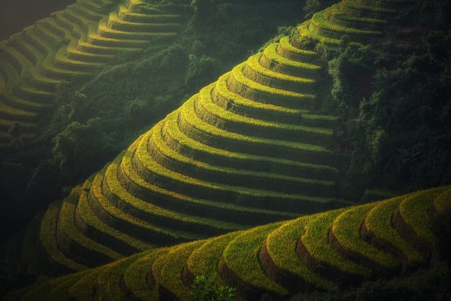 rice-terraces-1822443_1280.jpg