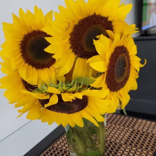 girasoles 3.jpg