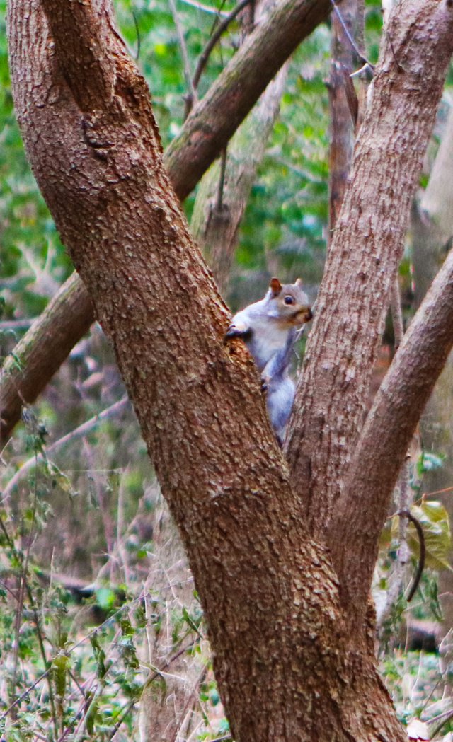 SquirrelPose.jpg