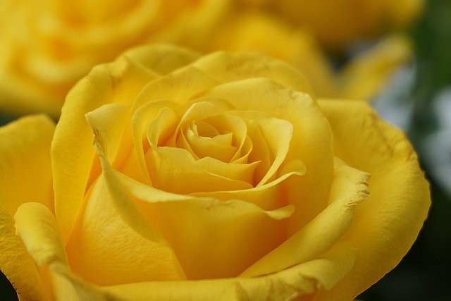 yellow-rose-6162613_1920.jpg