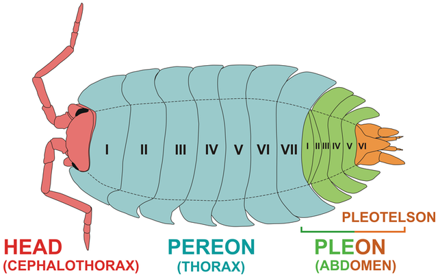 Oniscidea_stonogi_morfologia.png
