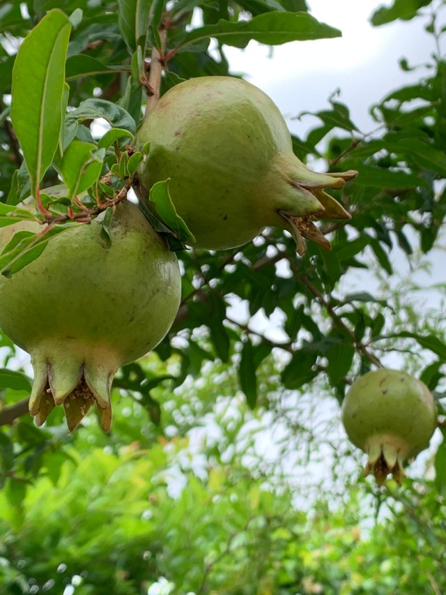 fruit10.jpg