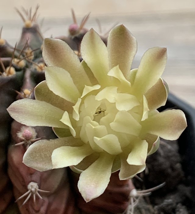 cacti2.jpg