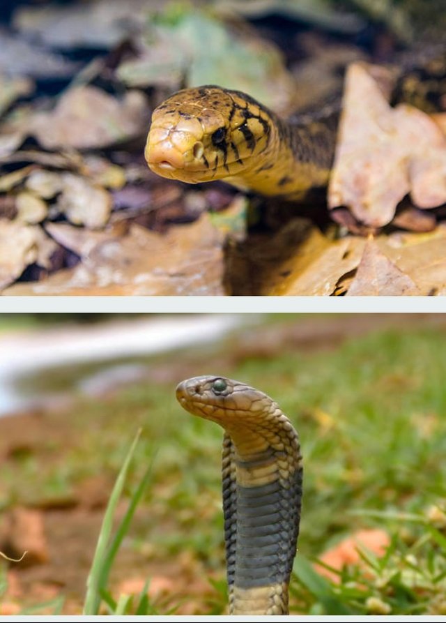 King Cobra Snake (1).jpg