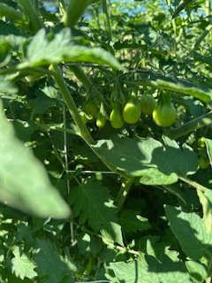 tomato.jpg