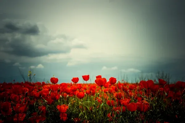 depositphotos_99591072-Picturesque-meadow-with-red-poppies.jpg