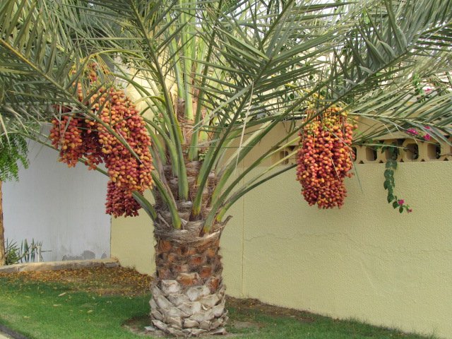 Palm_tree_wtih_Dates.JPG