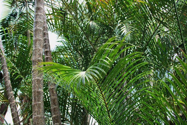 palms-and-bamboo.jpg