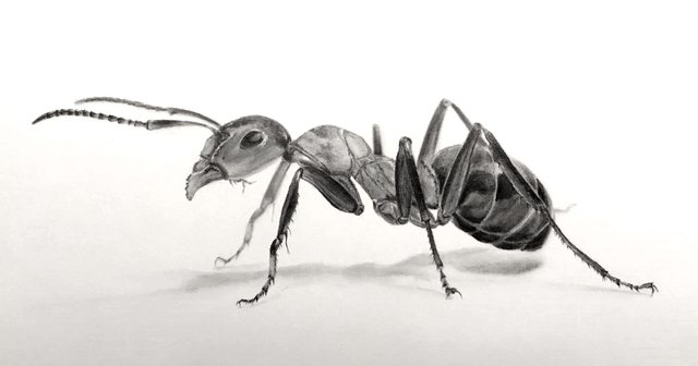 og-insects-drawings.jpg
