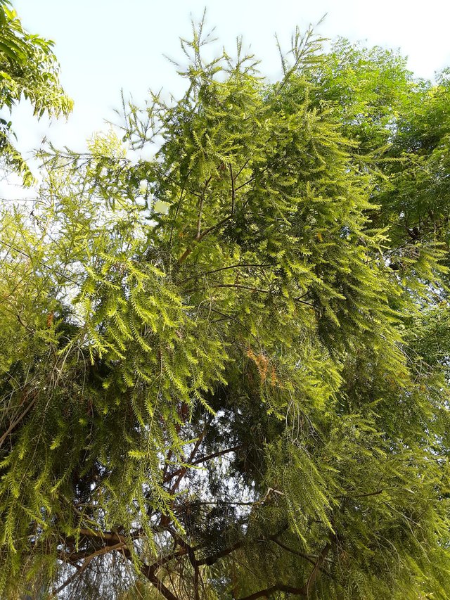 Fragrant Leaves.jpg