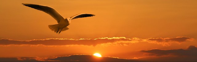 gull-1090835__480.jpg