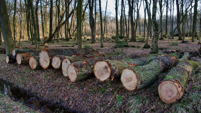 wood-7011677_1280.jpg