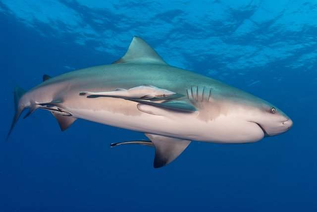 bigstock-Bull-Shark-5774496.jpg