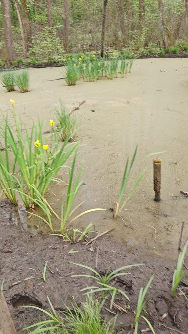 natura 3.jpg