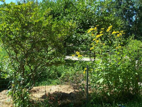 Big garden - azalea and Jerusalem artichokes crop August 2019.jpg