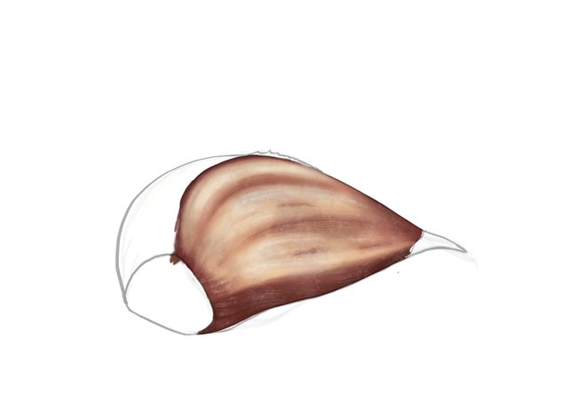 garlic_01.jpg
