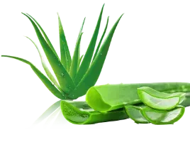 Health-Benefits-of-Eating-Aloe-Vera1.webp