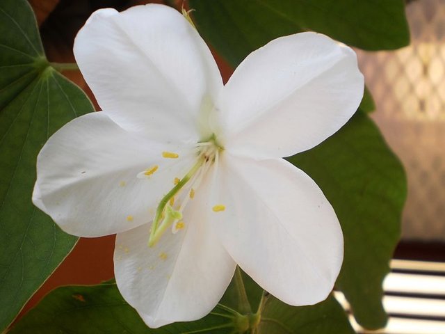 Mandaram flower.JPG