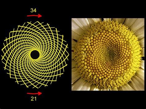 flower.jpg