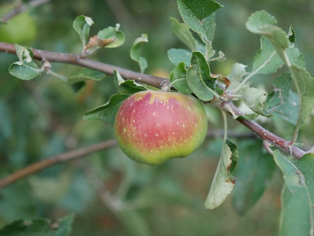 P1520725.JPG