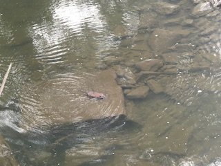 4.15 beaver1.jpg