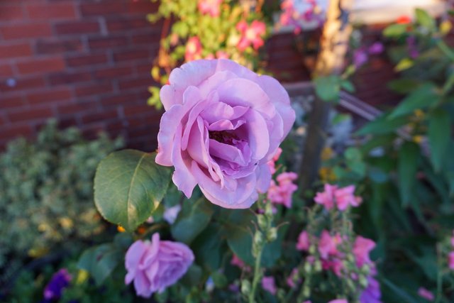 A lovely lilac Coloured Blue Moon Rose.JPG