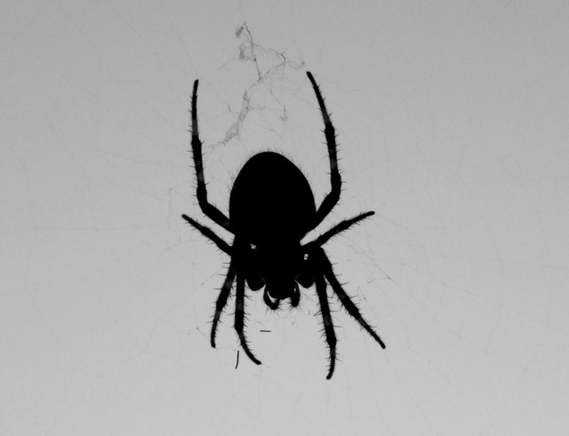 RD0216-Spider.jpg