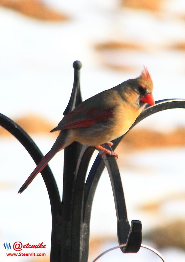 Northern Cardinal IMG_0048.JPG