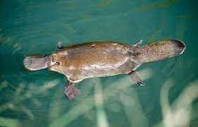 platypus2.jpg