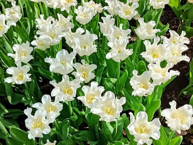 Tulipa White librastar 3.jpg