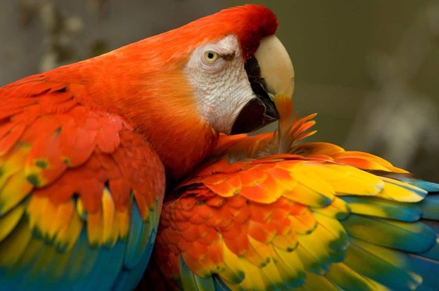 08-macaw-nationalgeographic_1028471.adapt.1190.1.jpg