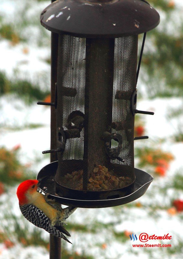 Red-bellied Woodpecker PFW01-21.JPG