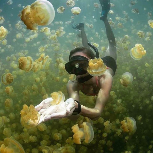 Jellyfish-Lake-Palau.jpg