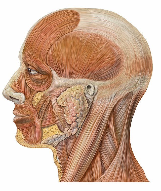 Lateral_head_anatomy.jpg