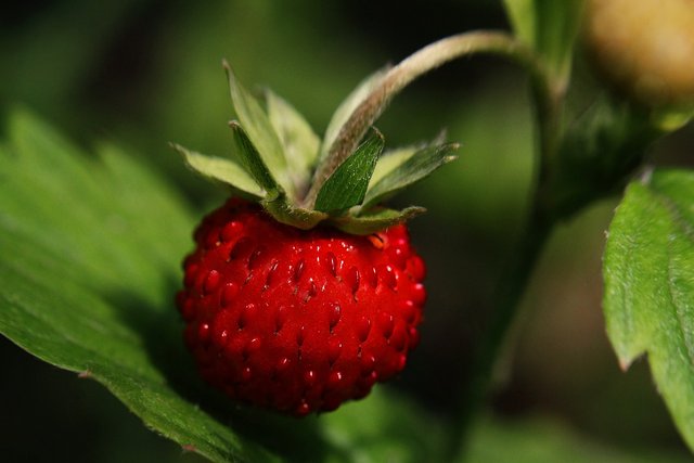 wild-strawberry-5332677_1280.jpg