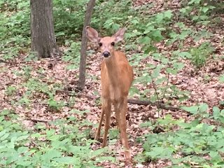 Medicine Deer.JPG