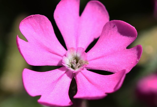 Silene littorea pink wildflower 5.jpg