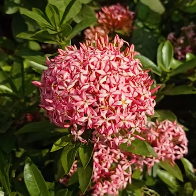 Ixora Coccinea.PNG