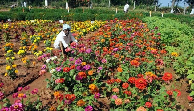 floriculture of bangladesh.jpg