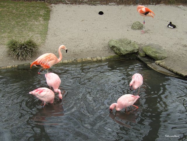 Flamingos_06.jpg