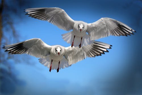 gulls-birds-fly-water-bird-37857.jpeg