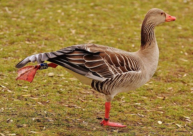 goose-1227556_640.jpg