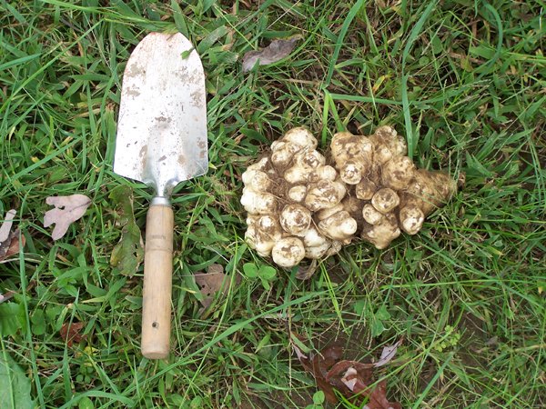 Volunteer Jerusalem artichokes crop October 2019.jpg