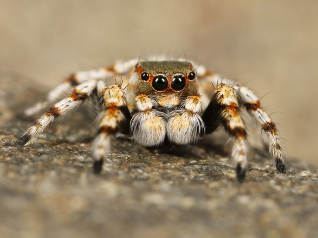 animal-arachnid-close-up-68186.jpg