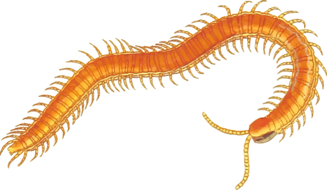 arthropod-1298837.png