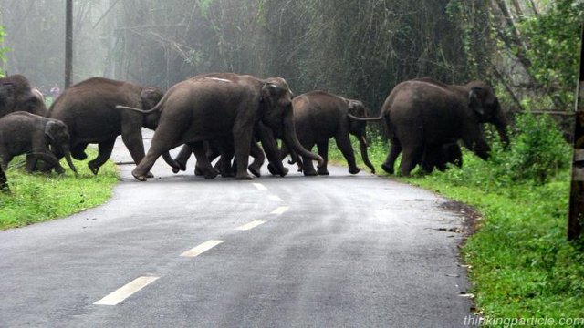 Wayanad Elephants 6.jpg
