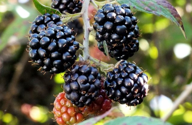 x0238-Blackberries.jpg