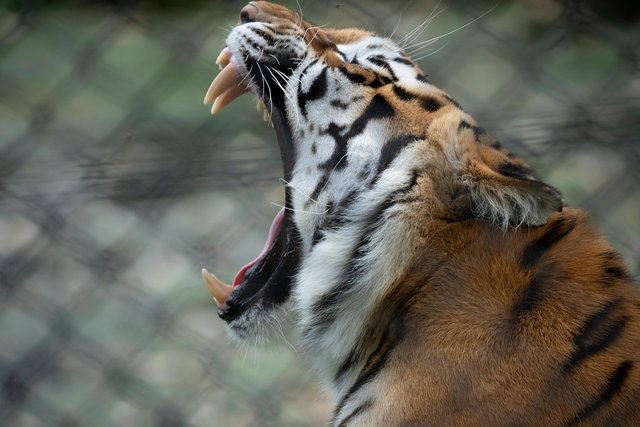 tiger-8310351_1280.jpg